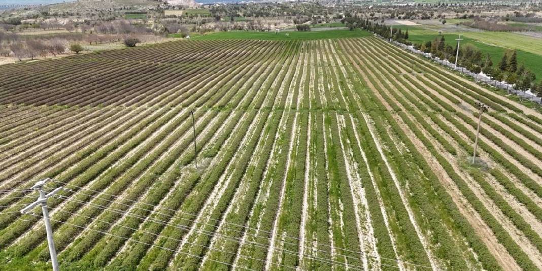 Isparta gül hasadına hazırlanıyor: Rekolte beklentisi 13 bin ton 2